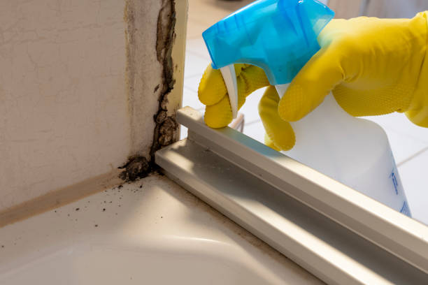 Best Mold Damage Repair  in Mount Cob, PA