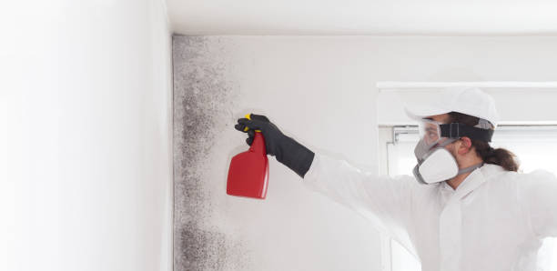 Home Mold Removal in Mount Cob, PA