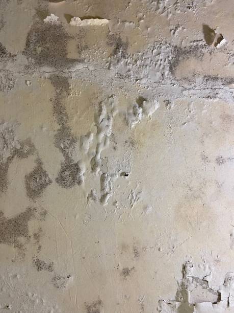 Best Commercial Mold Removal  in Mount Cob, PA