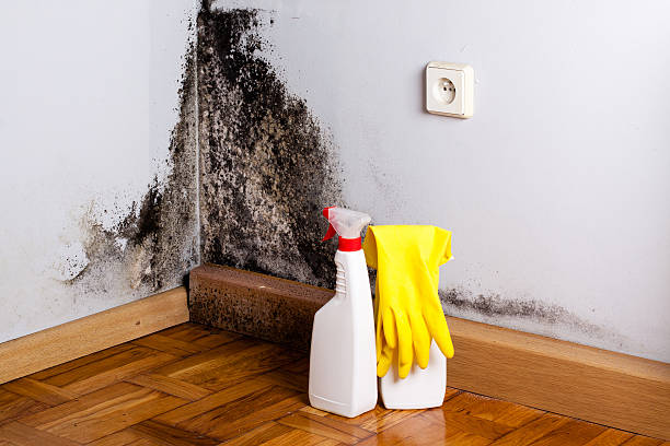 Best Attic Mold Removal  in Mount Cob, PA