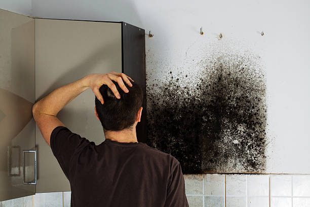 Best Black Mold Removal  in Mount Cob, PA