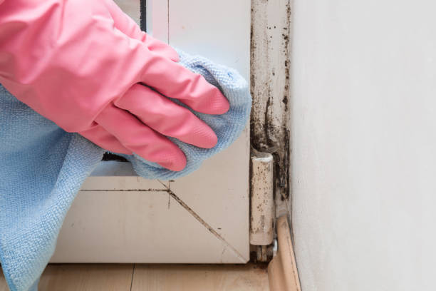 Best Home Mold Removal  in Mount Cob, PA